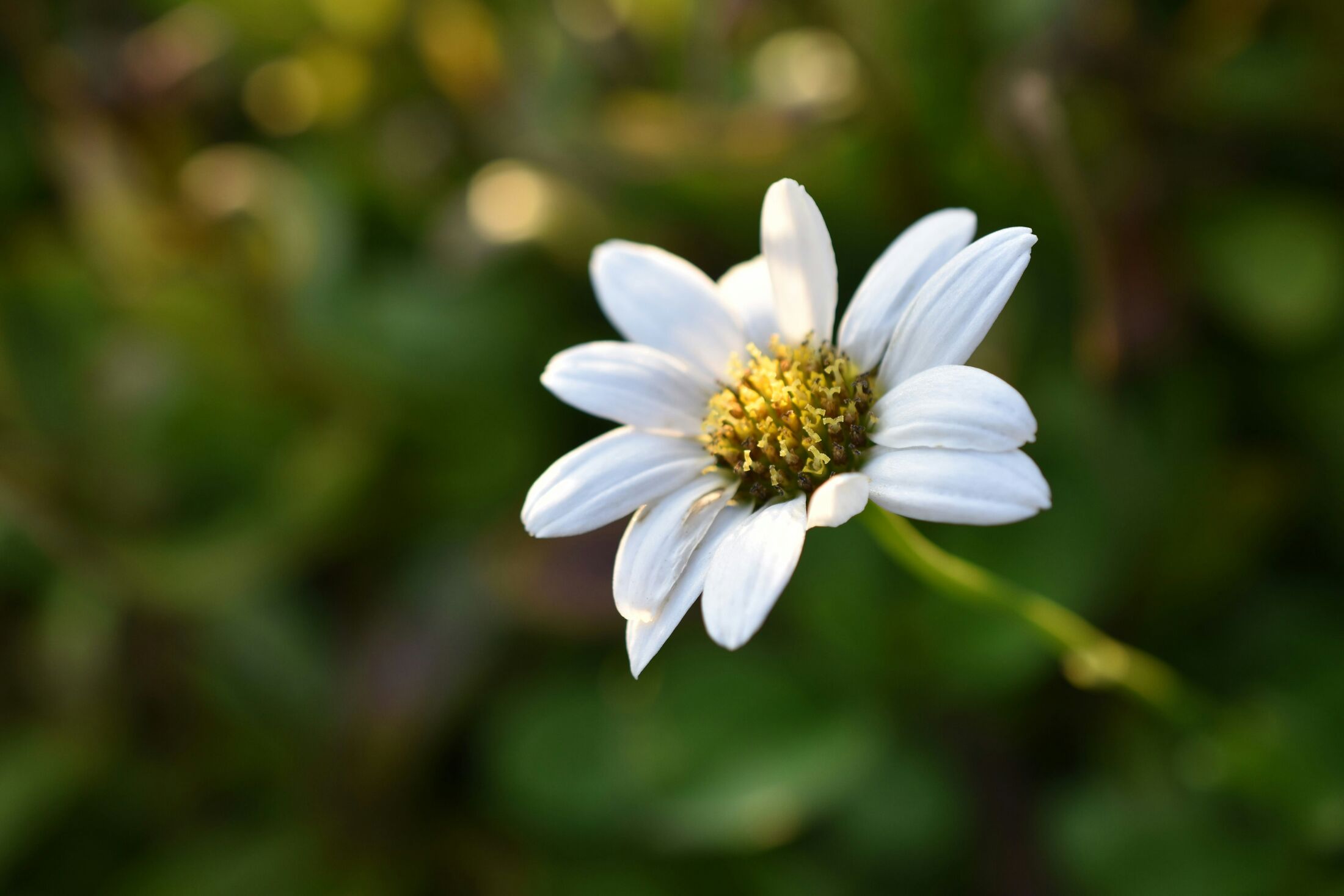 A white daisy